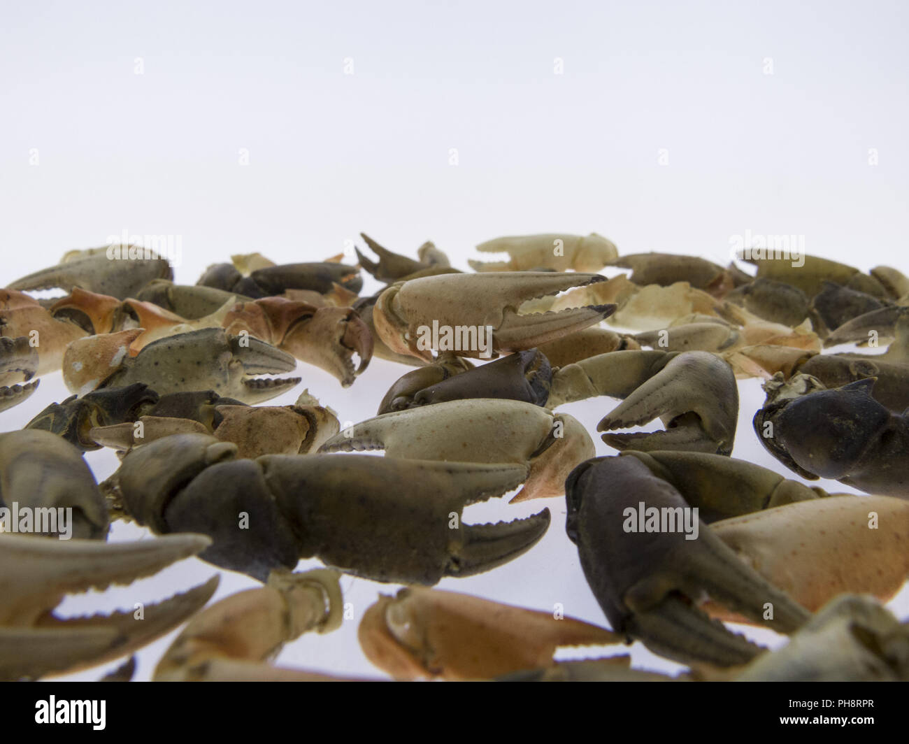 Nippers of crabs, seafood, isolated Stock Photo Alamy