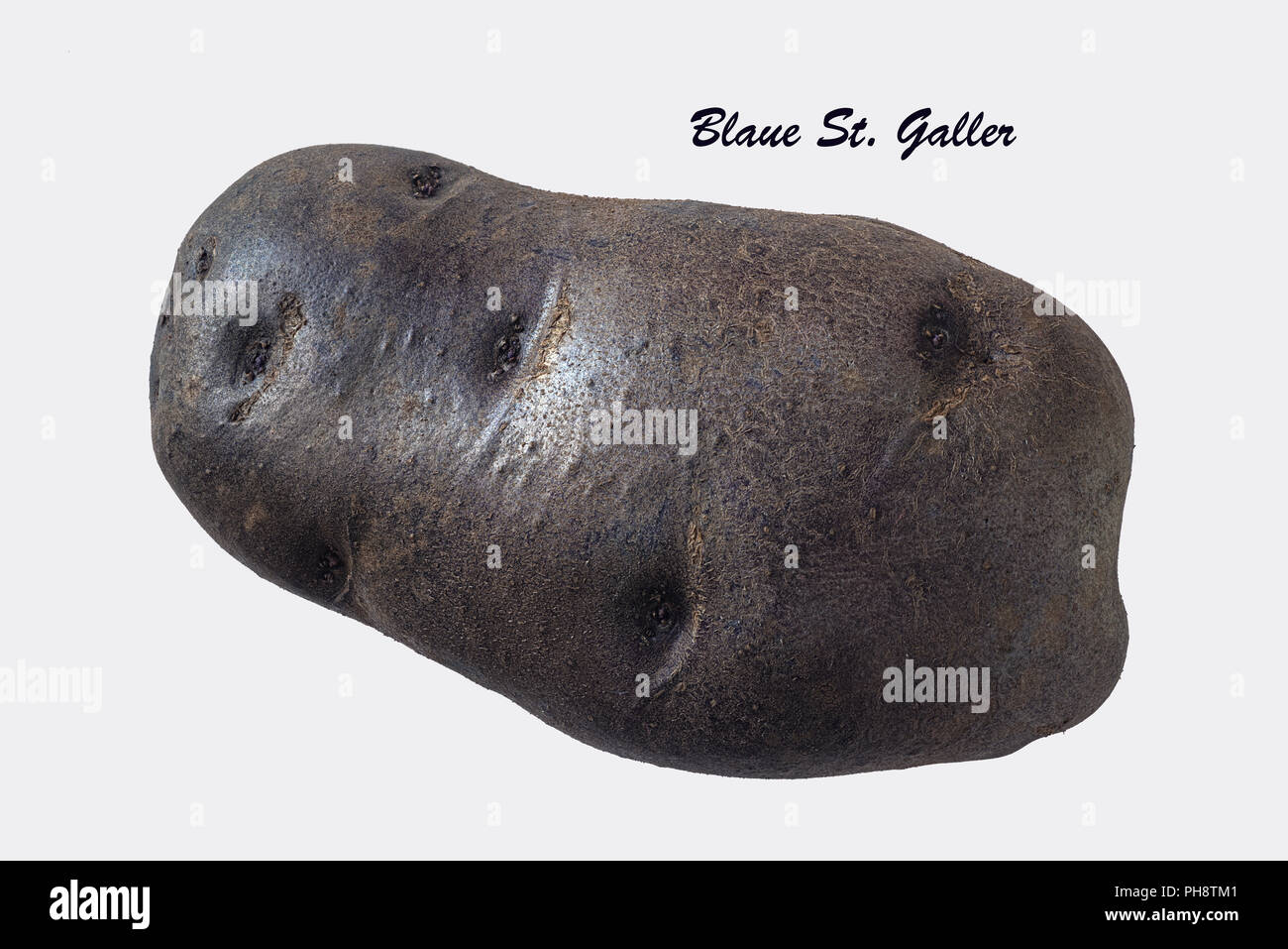 Blue Potatoe Cultivar:  Blaue St Galler, Cut-out Stock Photo