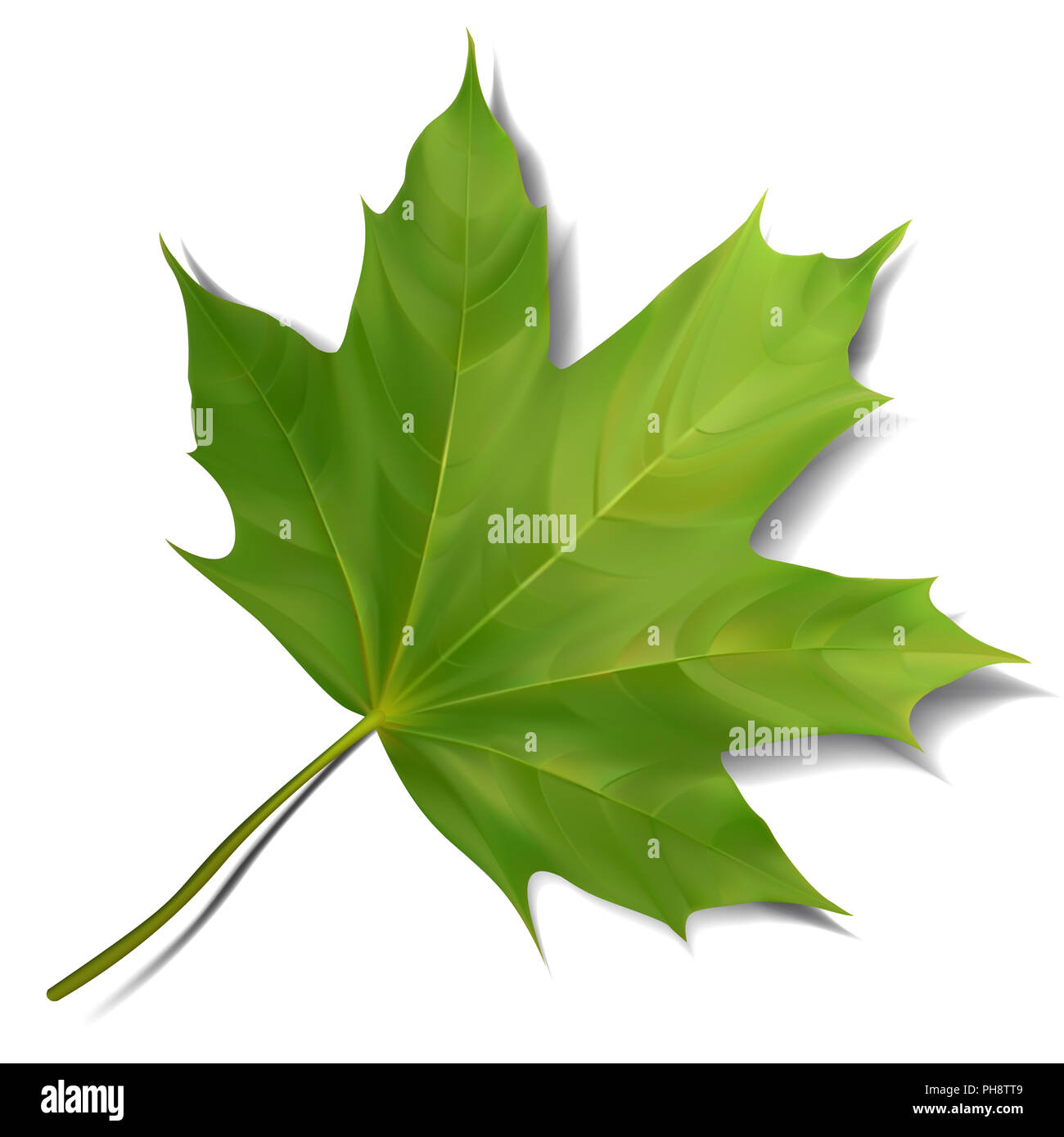 Green maple leaf isolated on white background Stock Photo - Alamy