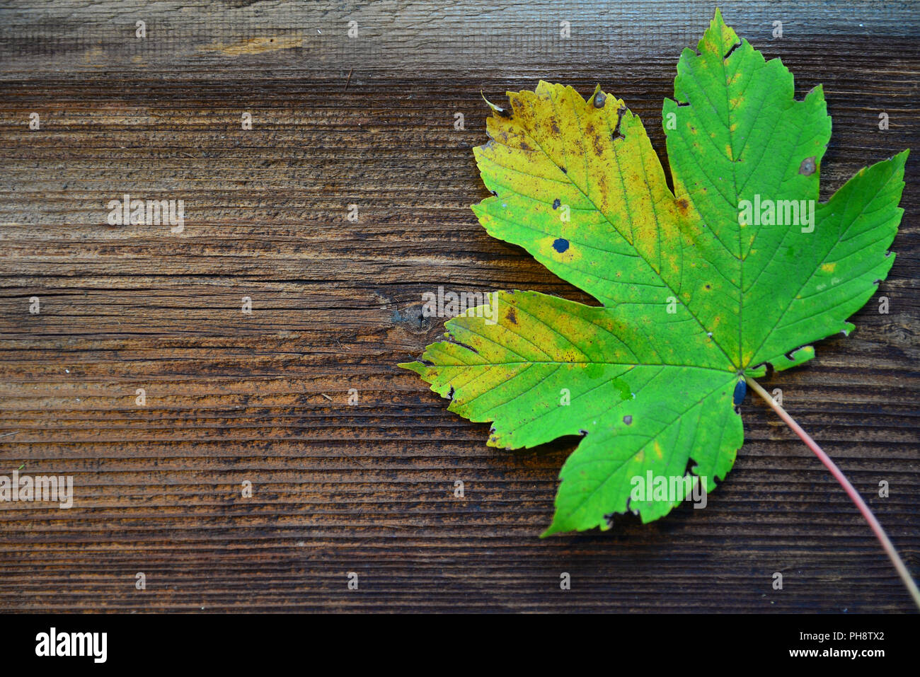 Maple Leaf Fall on wood background Stock Photo
