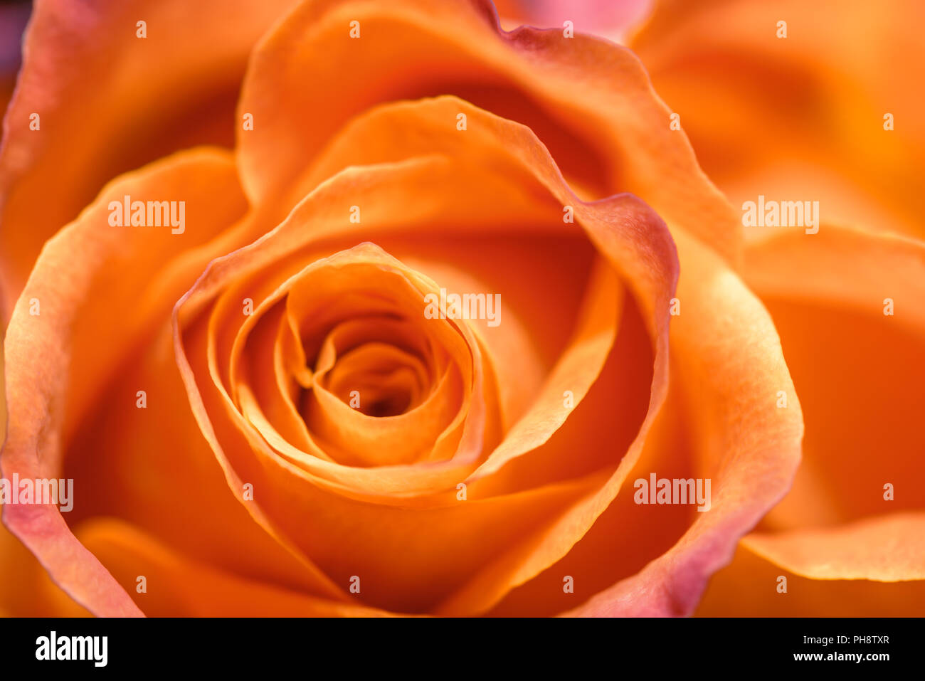 Orange rose closeup Stock Photo