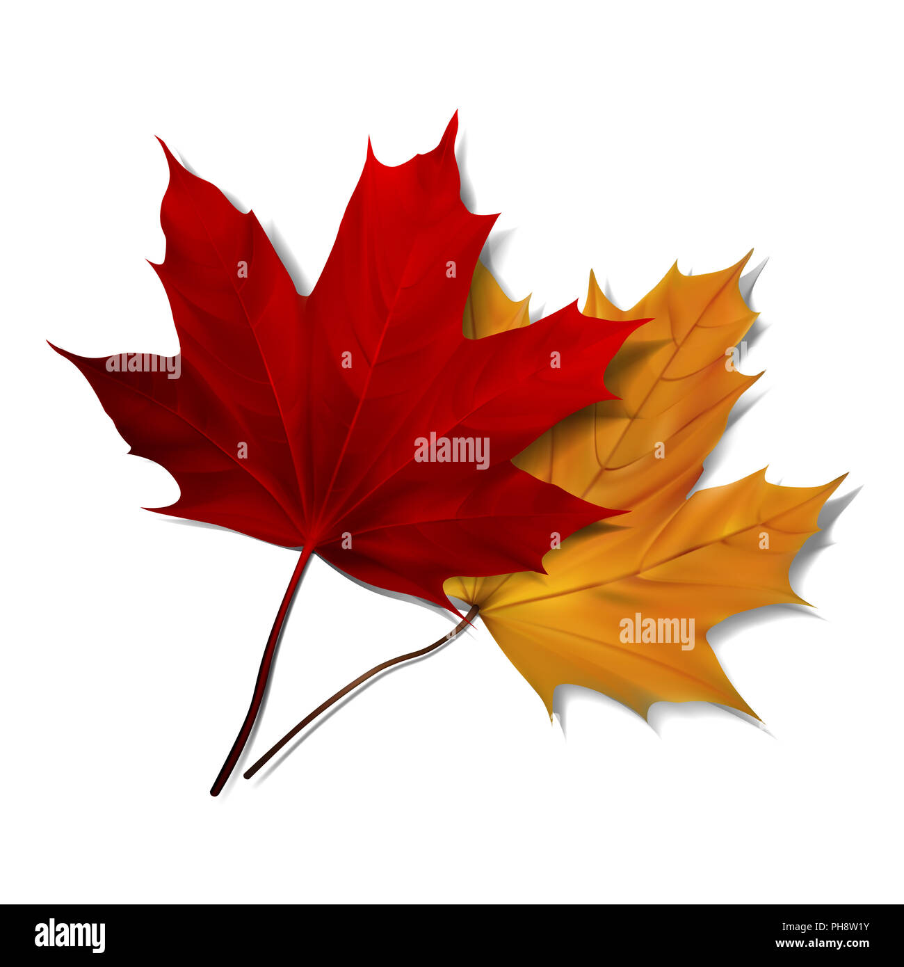 Realistic red maple leaf Stock Photo Alamy
