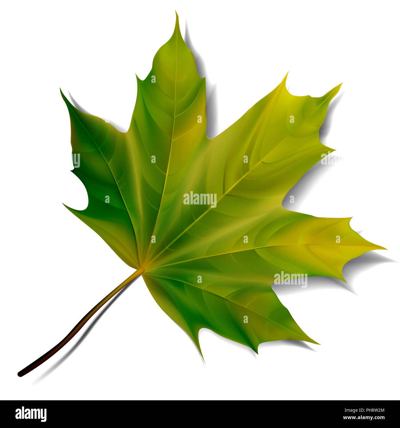 Green maple leaf isolated on white background Stock Photo - Alamy