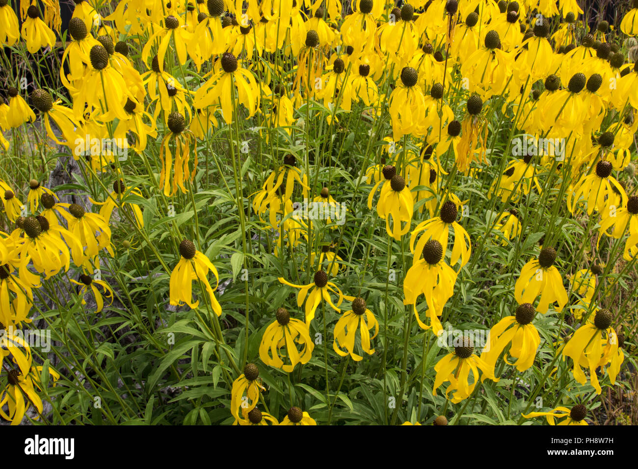 Black Eyed Susan Flower Background. Group of Black Eyed Susans perennials in a summer flower garden. Stock Photo