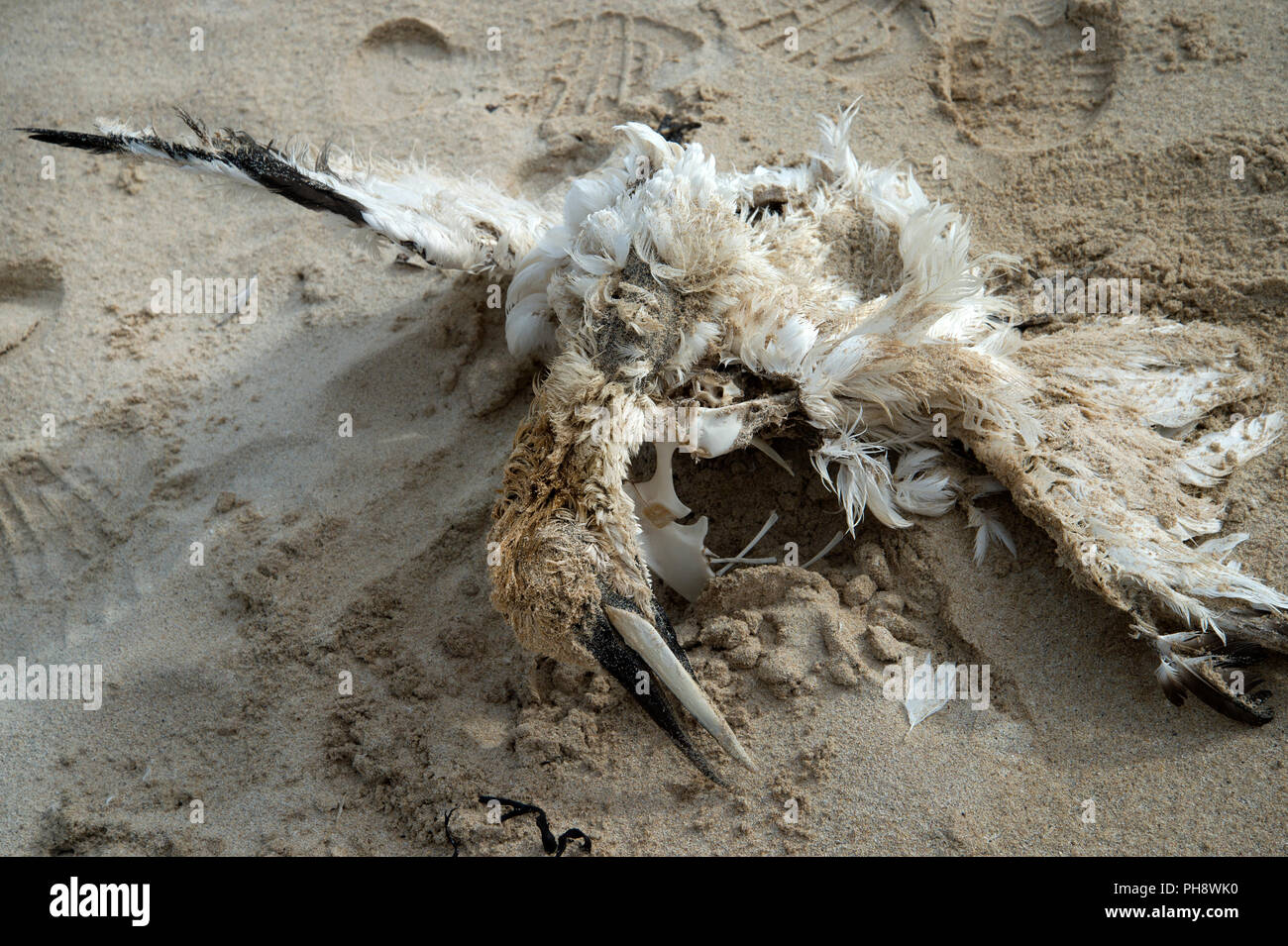 Scotland. Sutherland. Oldshoremore beach. Dead seagull Stock Photo - Alamy