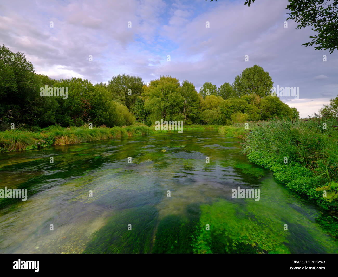 Summer evening golden light on the River Itchen full of Water
