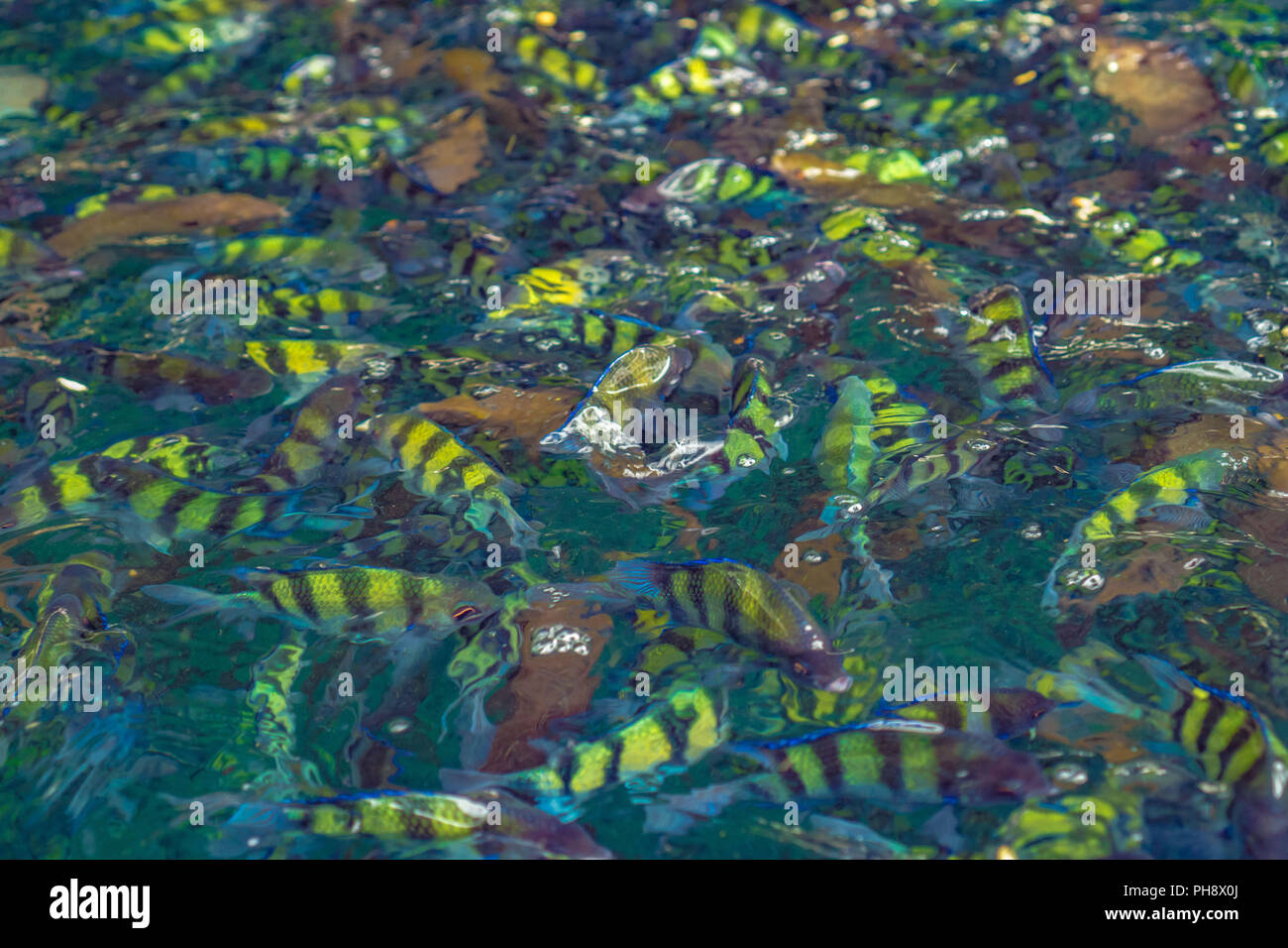 Fish in the sea Phi Phi Island thailand Stock Photo