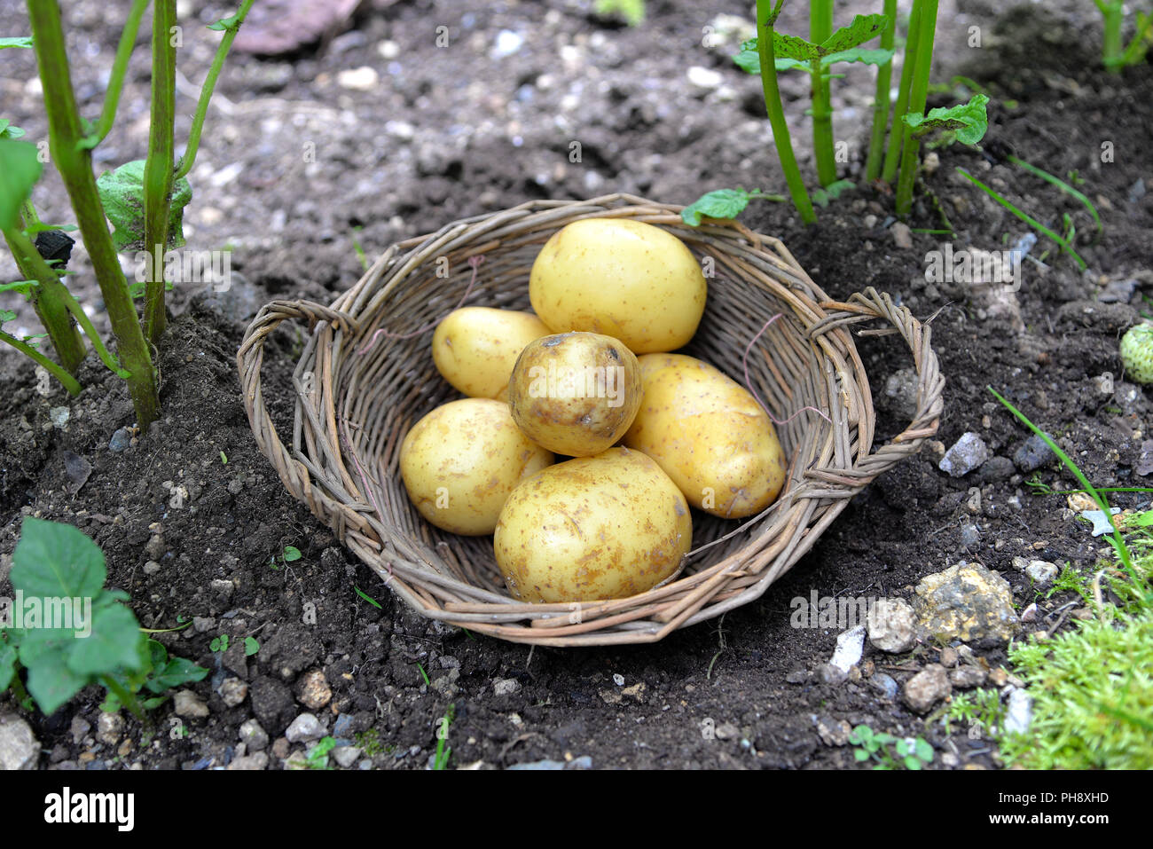 Potatoes in the garden bed soil Stock Photo Alamy