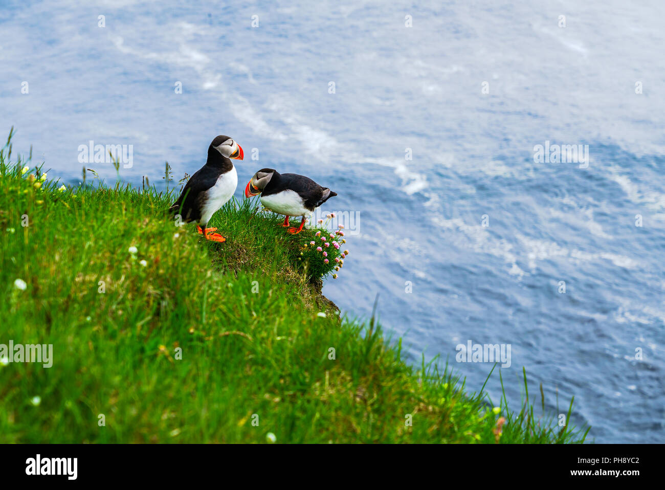 Atlantic Puffin standing on a cliff Stock Photo