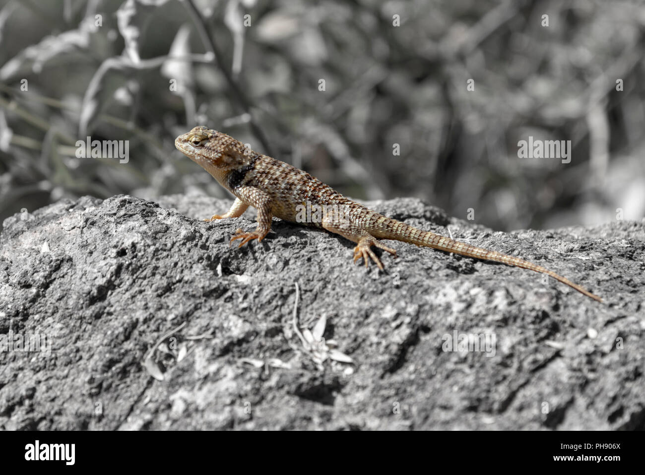 Black and White image of Lizard; Lizard is in color so that it stands ...