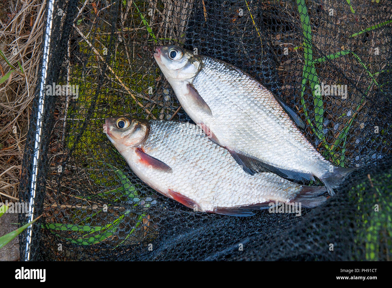 Just taken from the water freshwater white bream or silver fish known as blicca bjoerkna and white-eye bream species of the family Cyprinidae on green Stock Photo