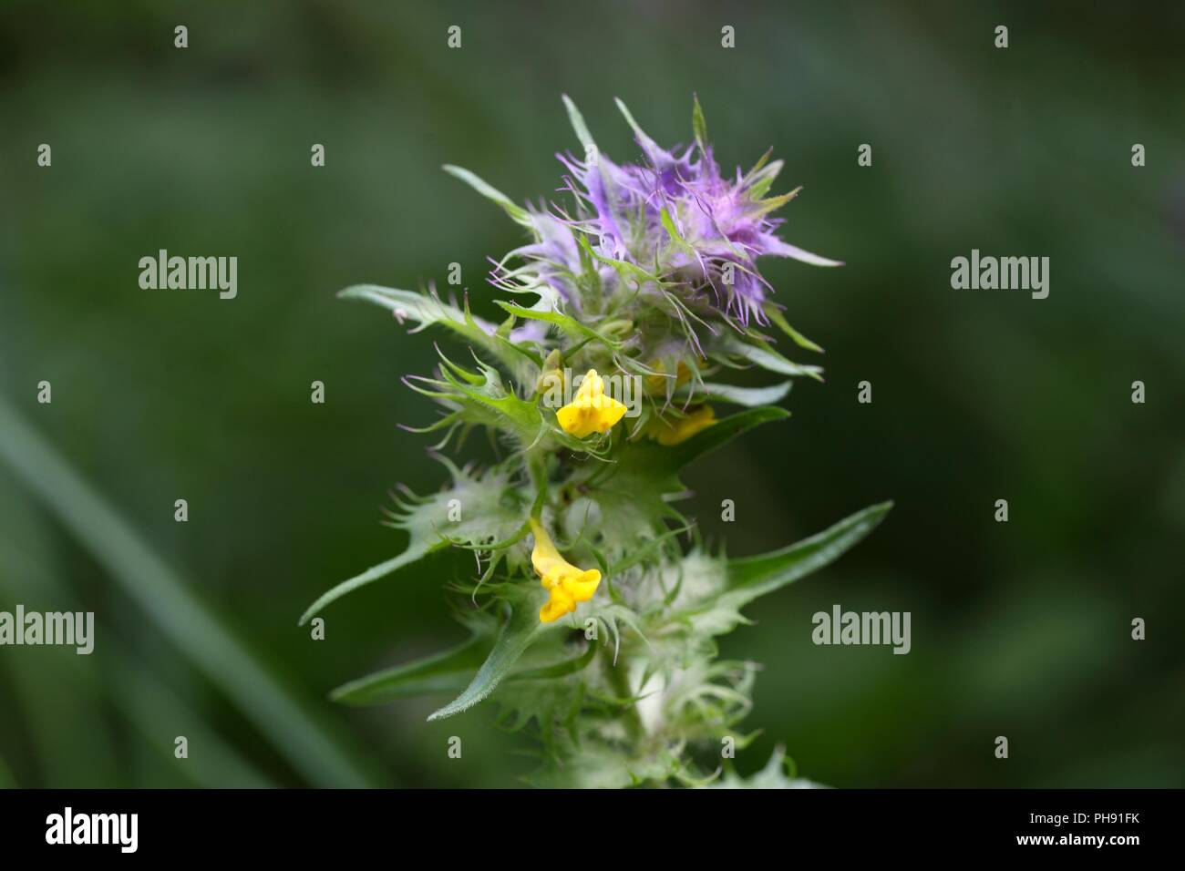Flower of a crested cow wheat (Melampyrum cristatum). Stock Photo