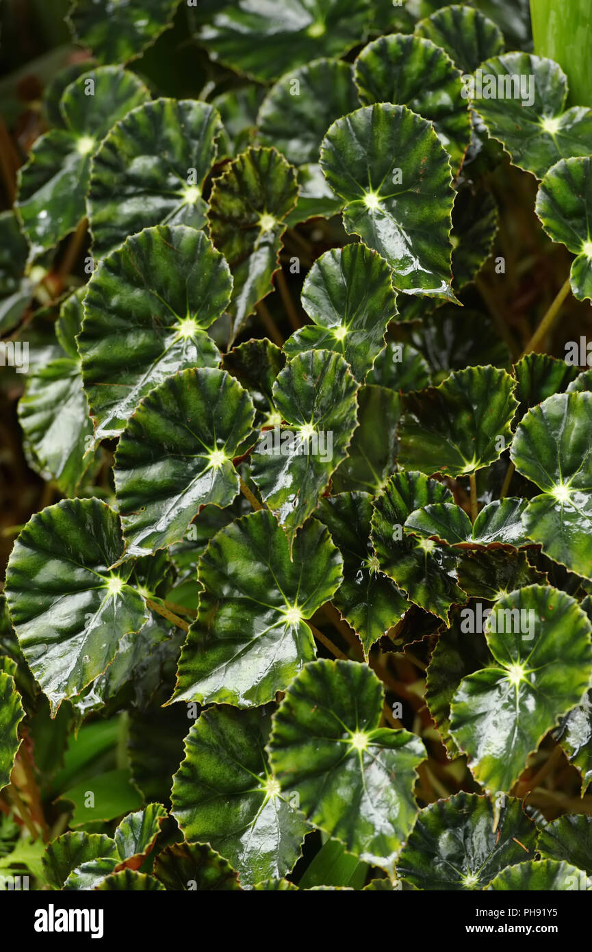 Beautiful tropical plant purple hi-res stock photography and images - Alamy