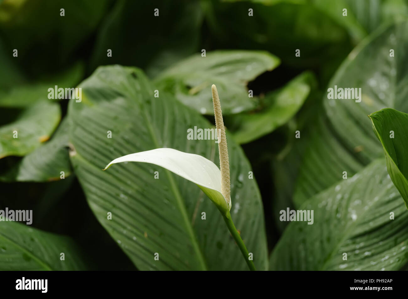 Beautiful tropical gardens hi-res stock photography and images - Alamy