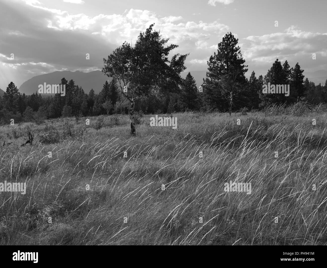 Windy grass field Black and White Stock Photos & Images - Alamy