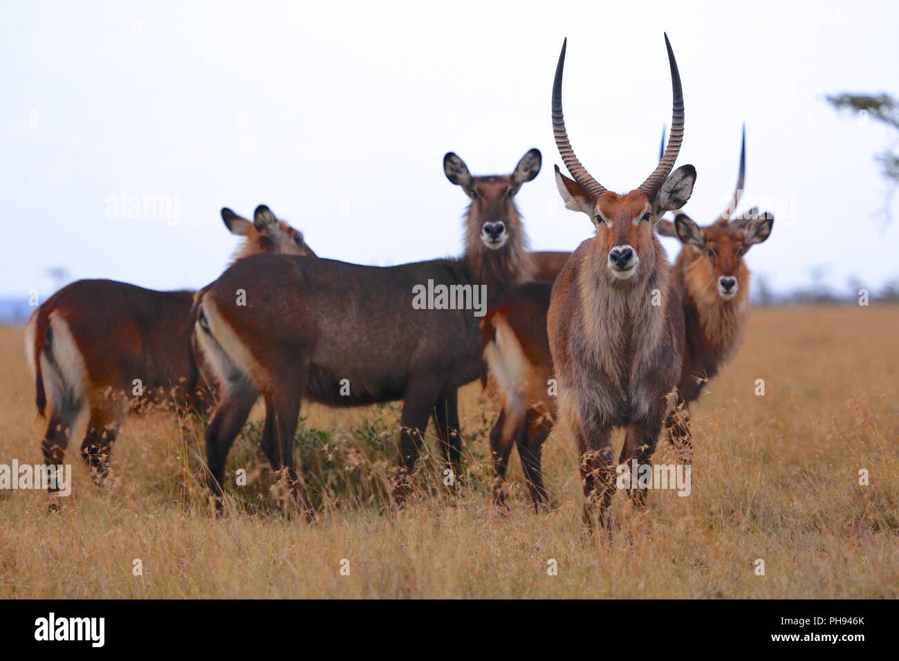 herd of waterbucks at masai mara national park Stock Photo