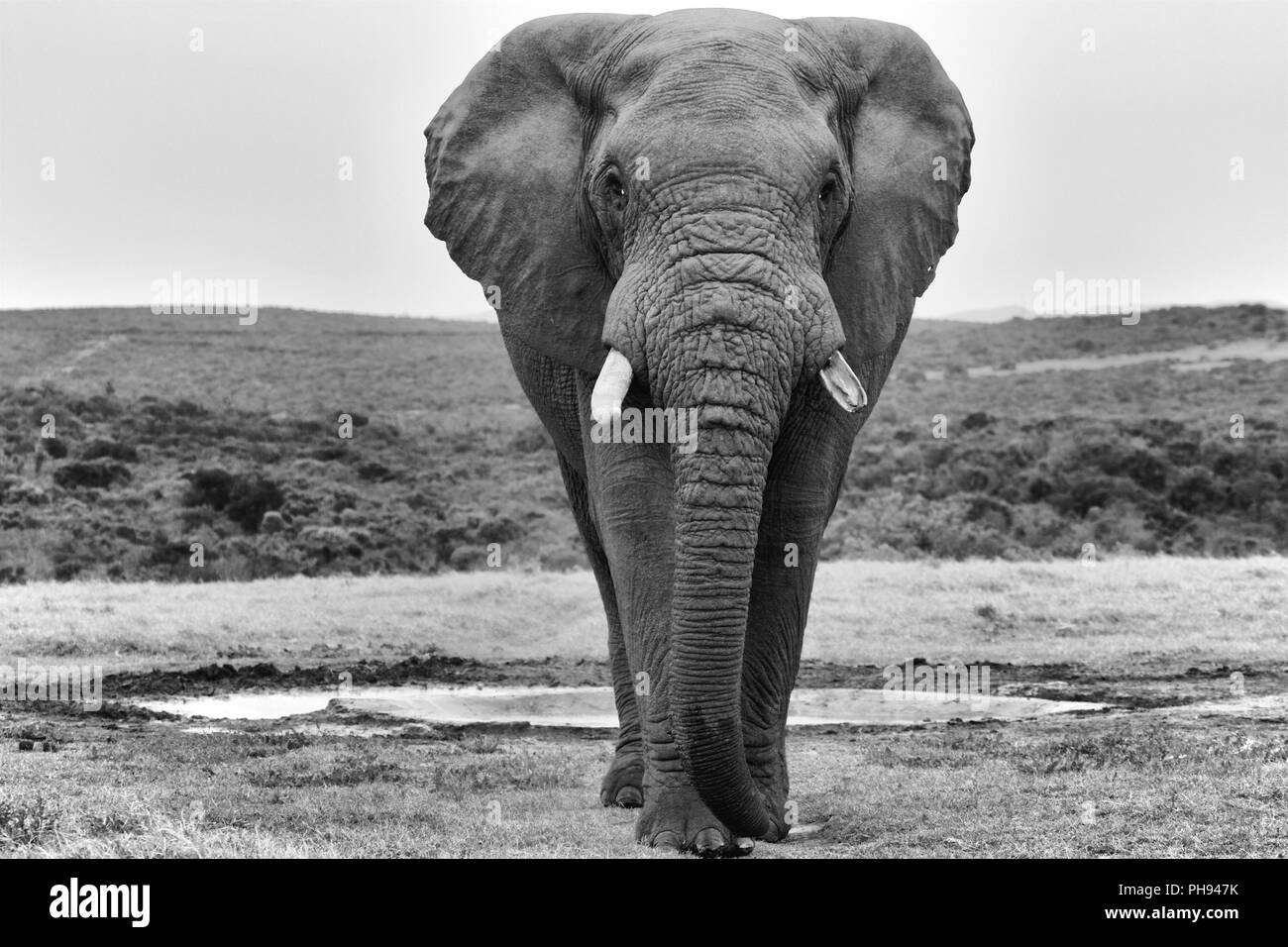 an elephant at the addo elephant park south africa Stock Photo