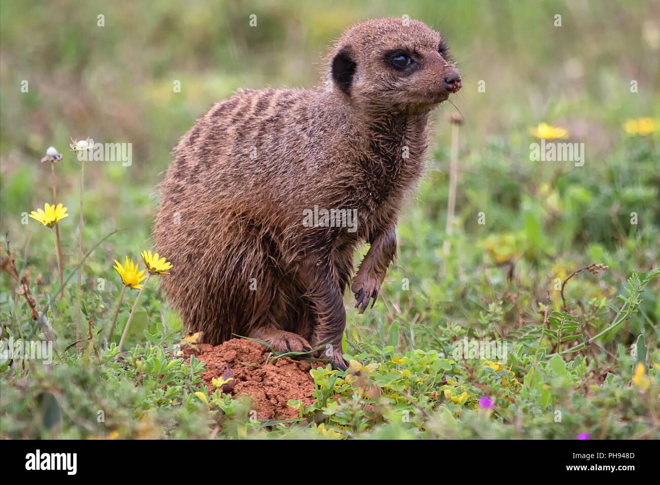 a meerkat at the addo elephant park south africa Stock Photo
