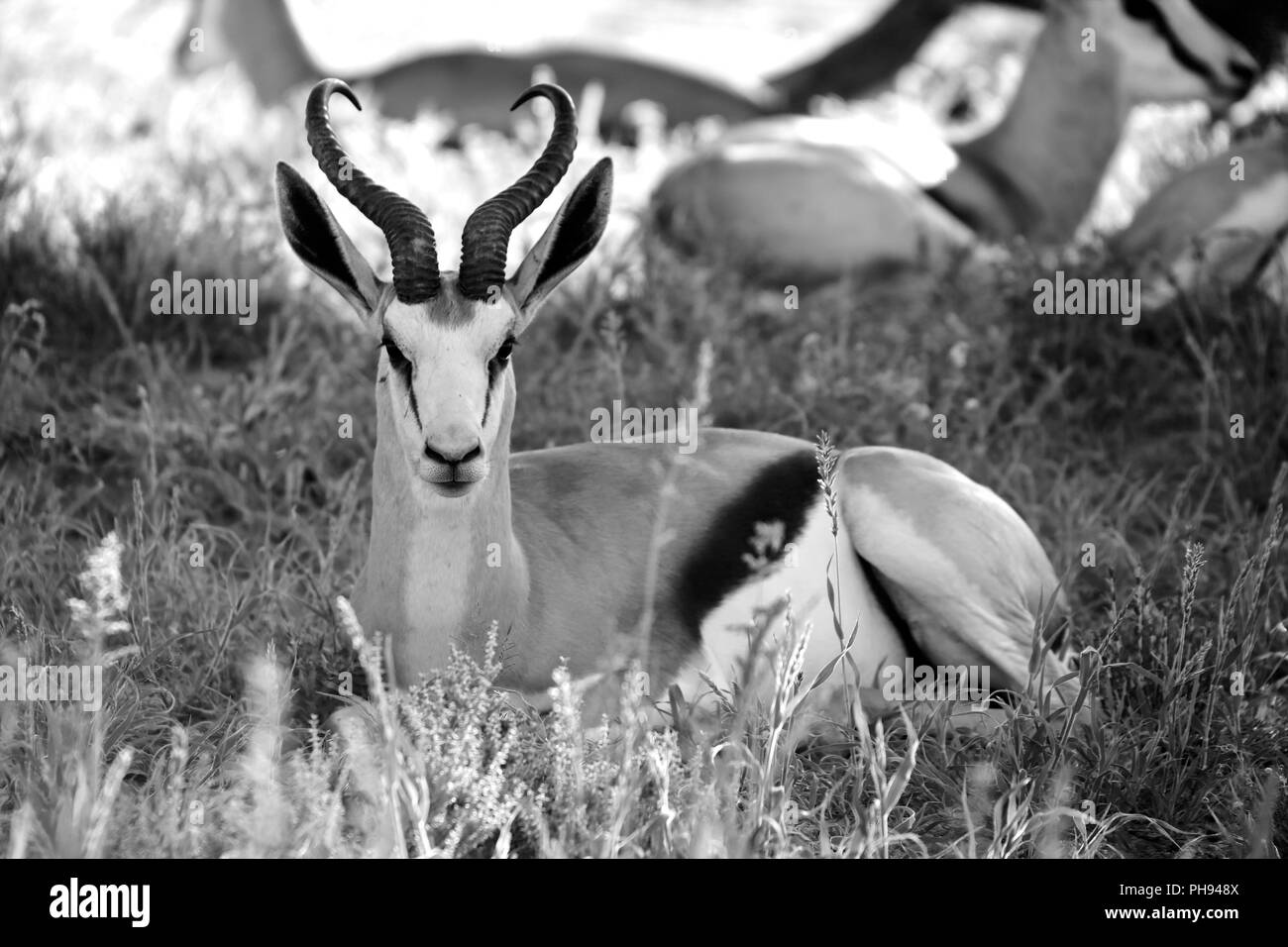 Gazelle Black and White Stock Photos & Images - Alamy