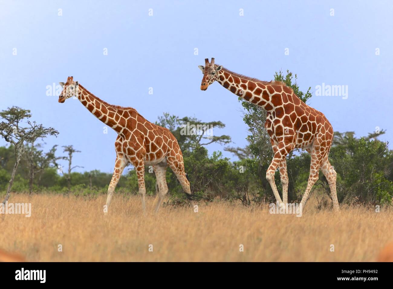 Two giraffes walking hi-res stock photography and images - Alamy