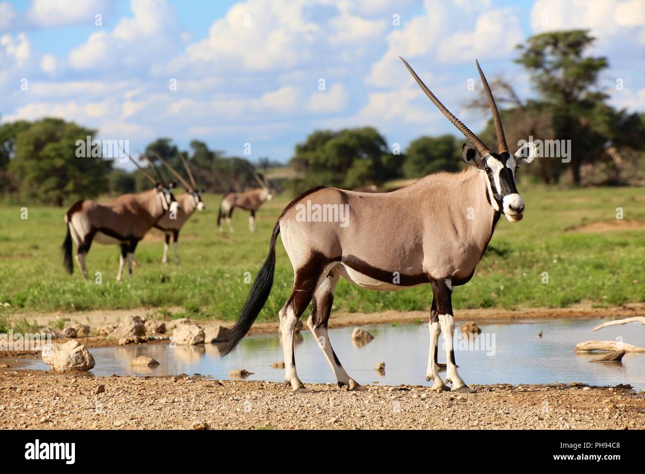 oryxes under ata waterhole in kgalagadi transfrontier park south africa Stock Photo
