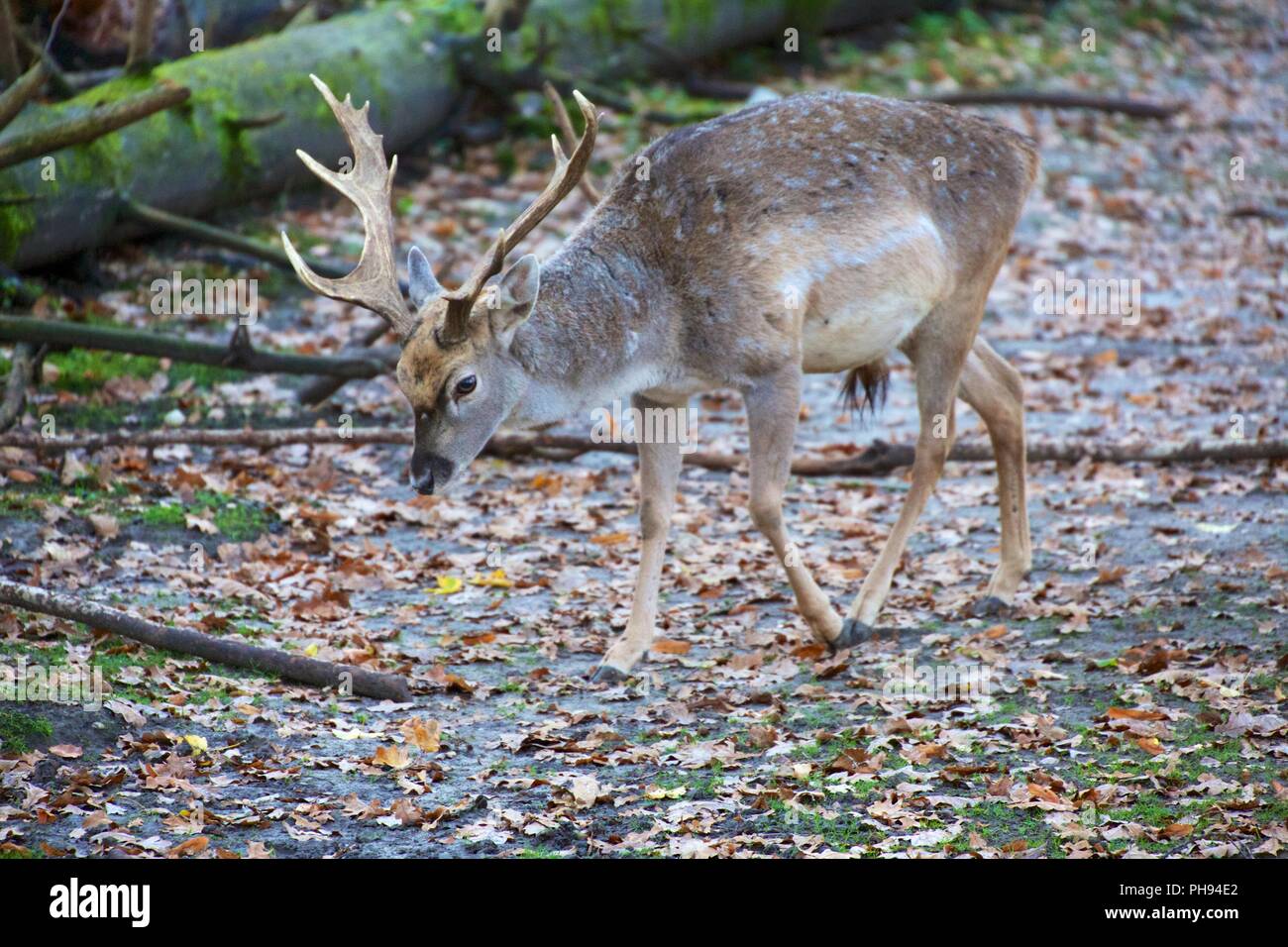 deer at the bavarian forest national park germany Stock Photo
