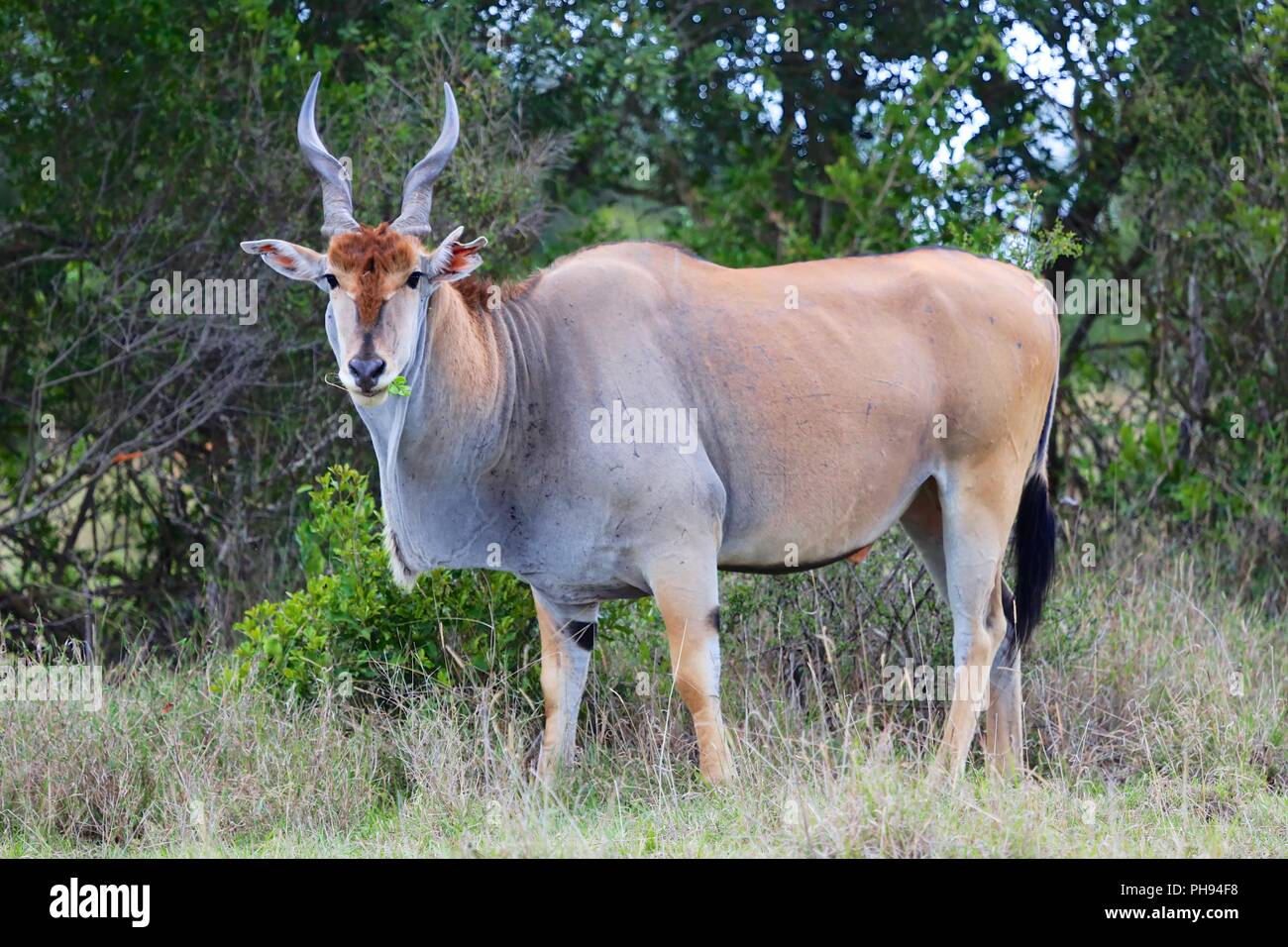 massive cape eland at addo elephant national park Stock Photo - Alamy