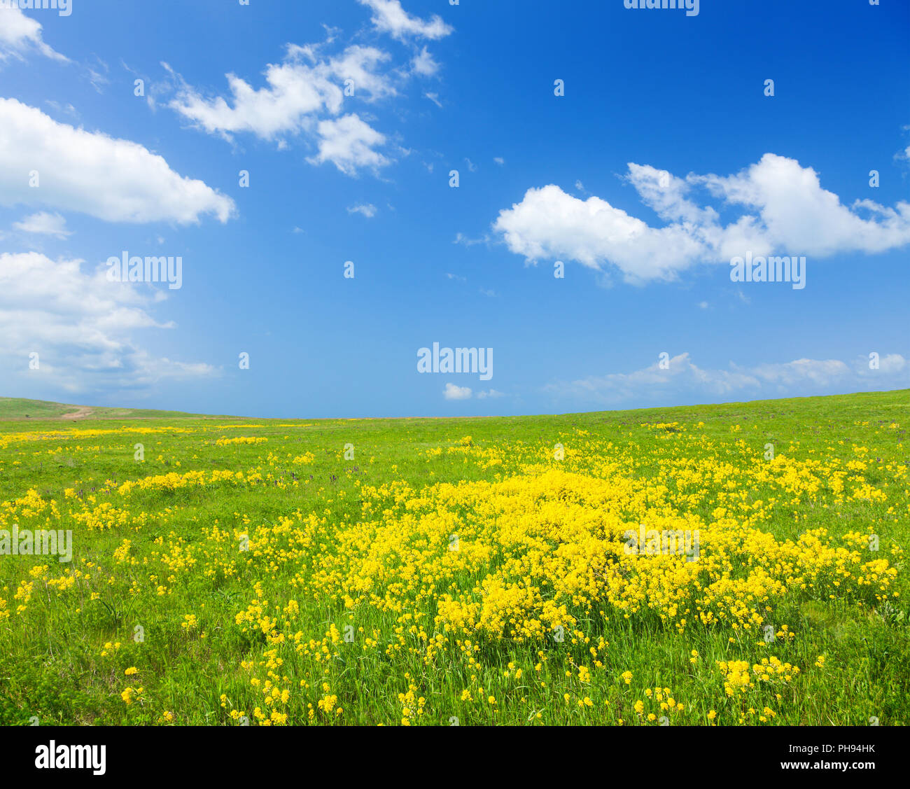 Green field with flowers under blue cloudy sky Stock Photo - Alamy