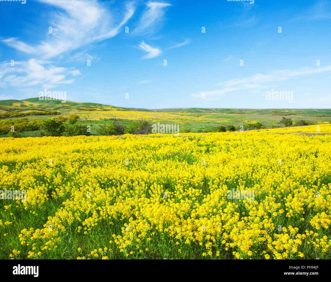 Green field with flowers under blue cloudy sky Stock Photo - Alamy