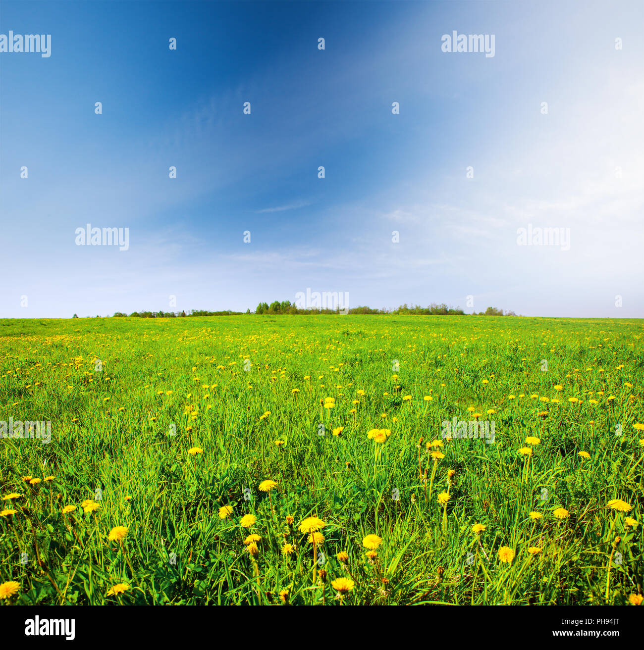 Green field with flowers under blue cloudy sky Stock Photo - Alamy