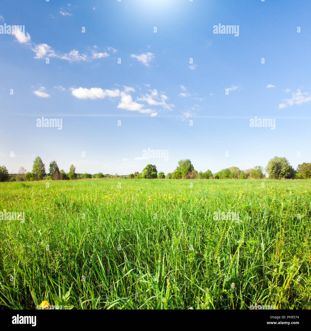 Green field with flowers under blue cloudy sky Stock Photo - Alamy