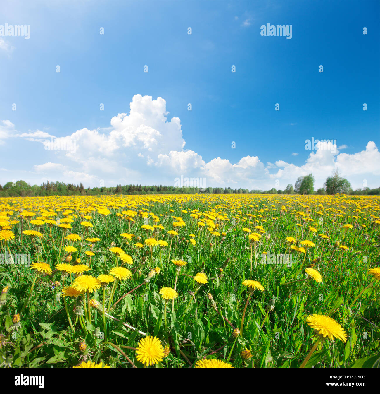 Green field with flowers under blue cloudy sky Stock Photo - Alamy