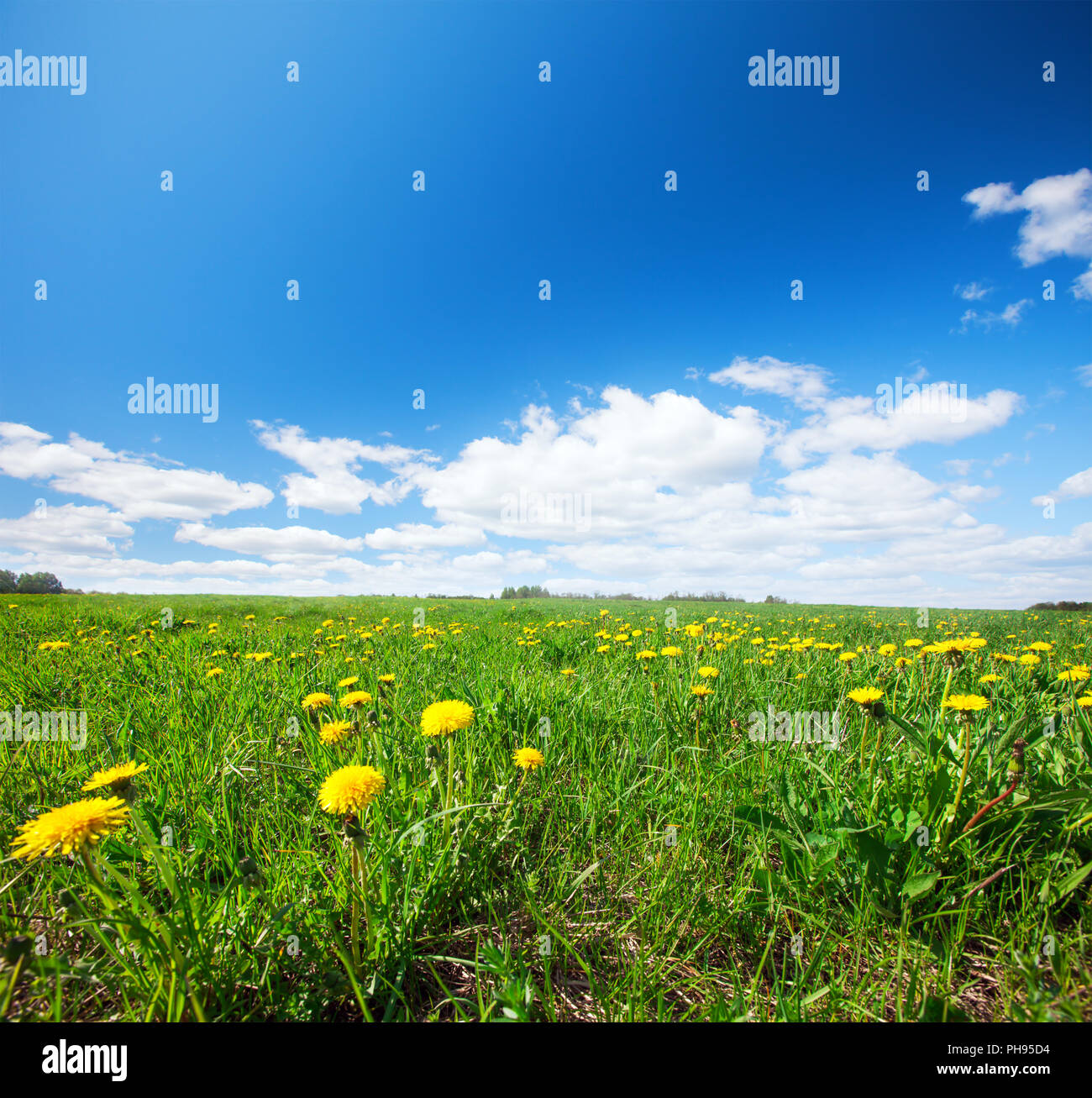 Green field with flowers under blue cloudy sky Stock Photo - Alamy