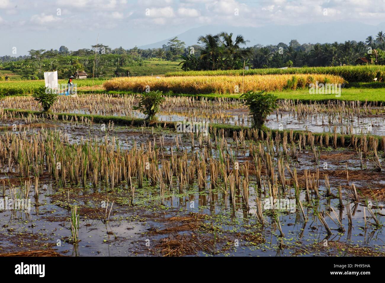 Muou Rice Terraces rice terrace near ubud in bali indonesia Stock Photo - Alamy