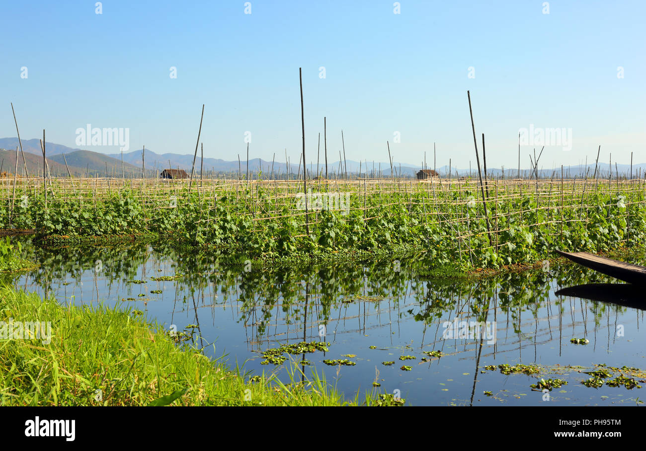 Floating gardens on Inle Lake in Myanmar Stock Photo Alamy