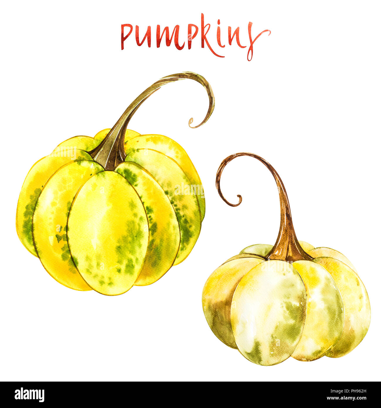 Pumpkin. Hand drawn watercolor painting on white background. Watercolor ...
