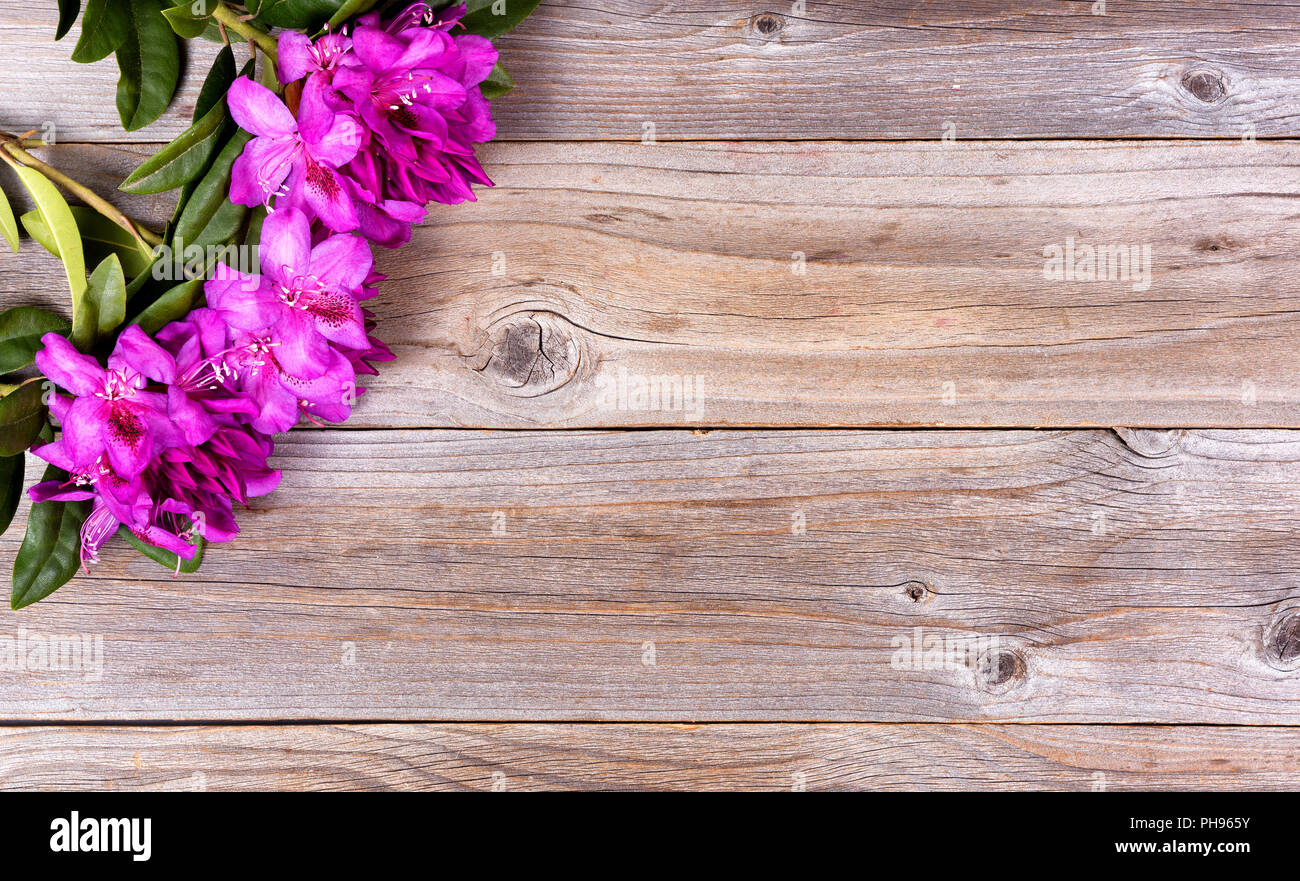 Seasonal wild rhododendron flowers on rustic wooden boards Stock Photo