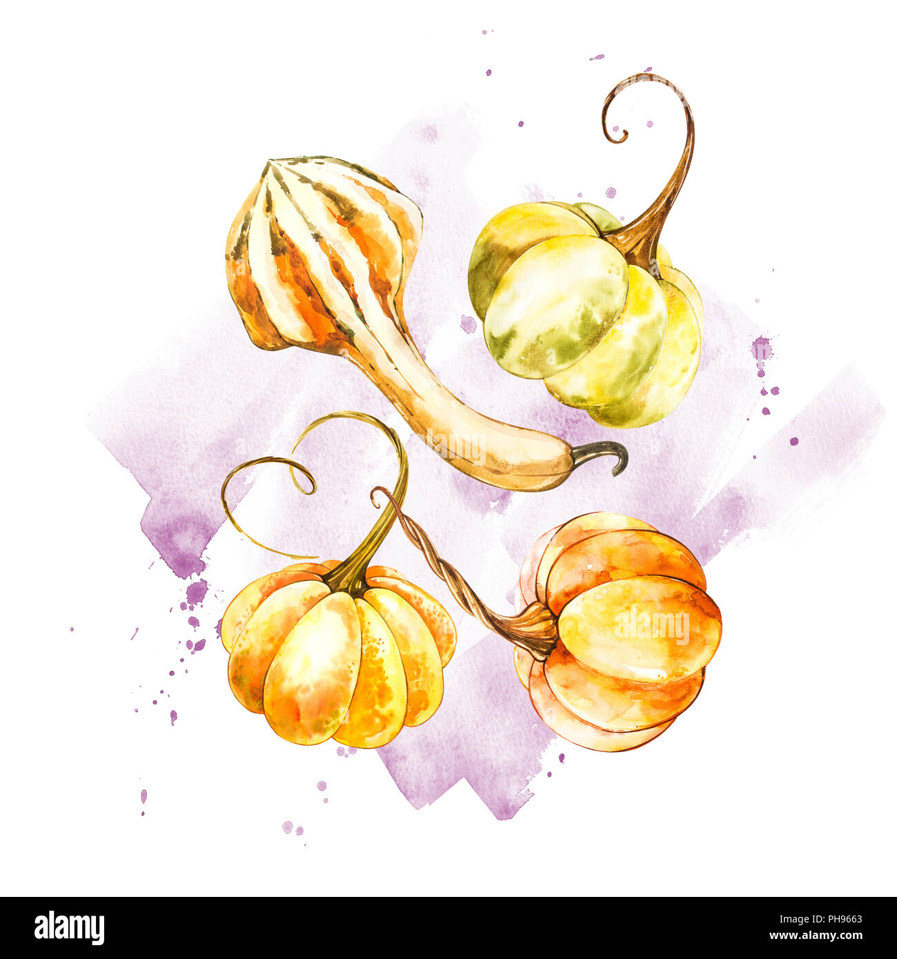Pumpkin. Hand drawn watercolor painting on white background. Watercolor ...