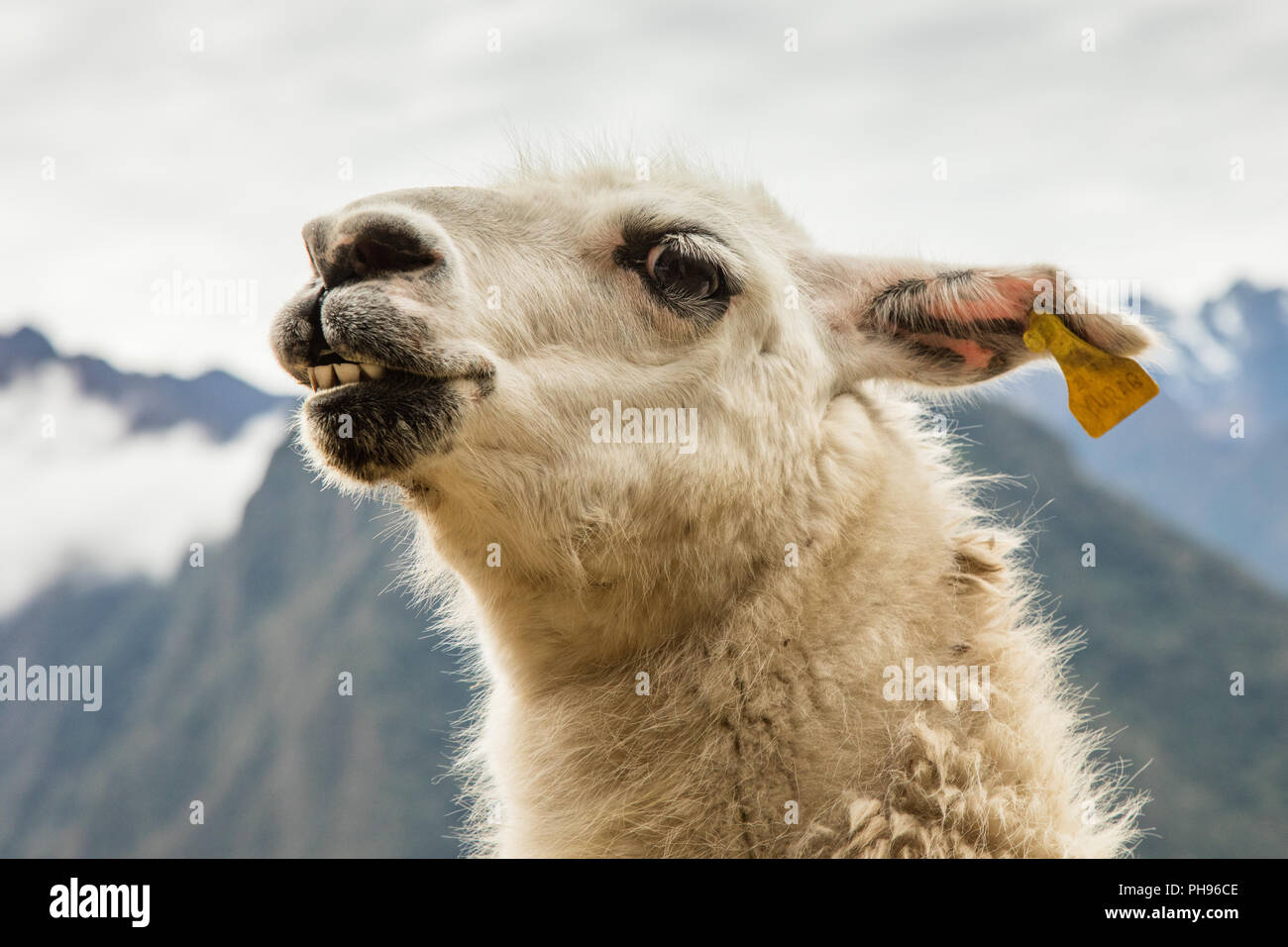 Peru inca trail andes llama hi-res stock photography and images - Alamy