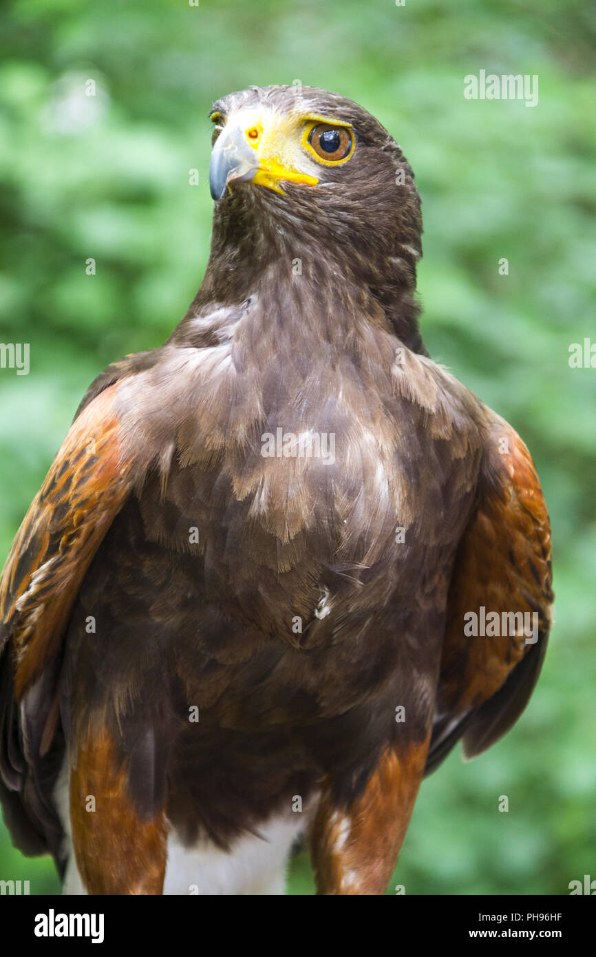 Hawk feather hires stock photography and images Alamy