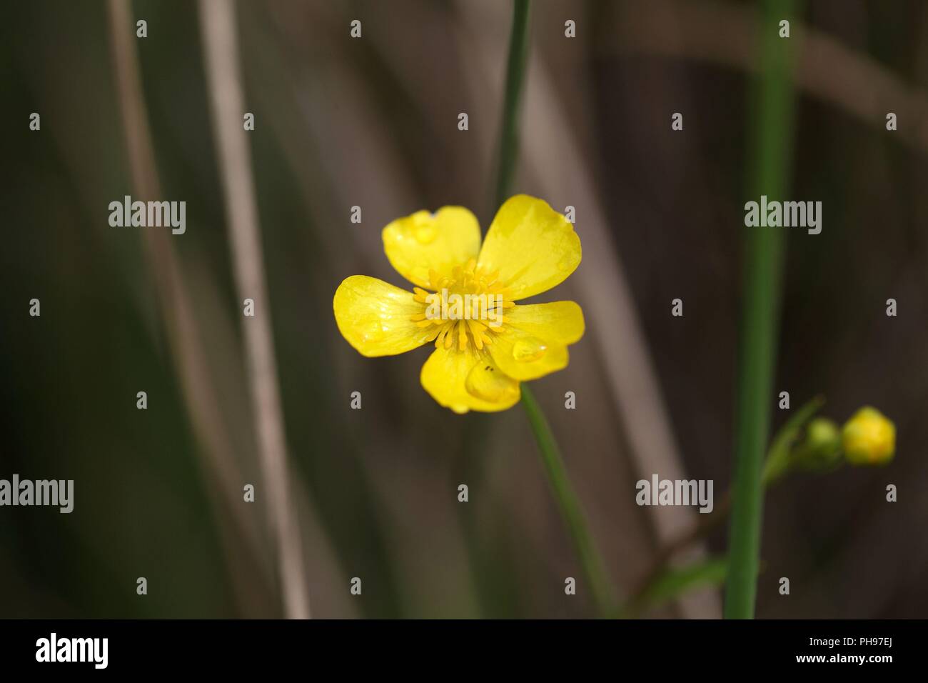 lesser spearwort (Ranunculus flammula) Stock Photo