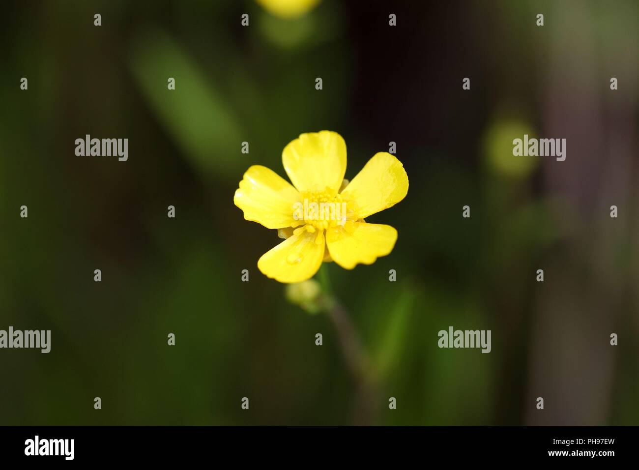 lesser spearwort (Ranunculus flammula) Stock Photo