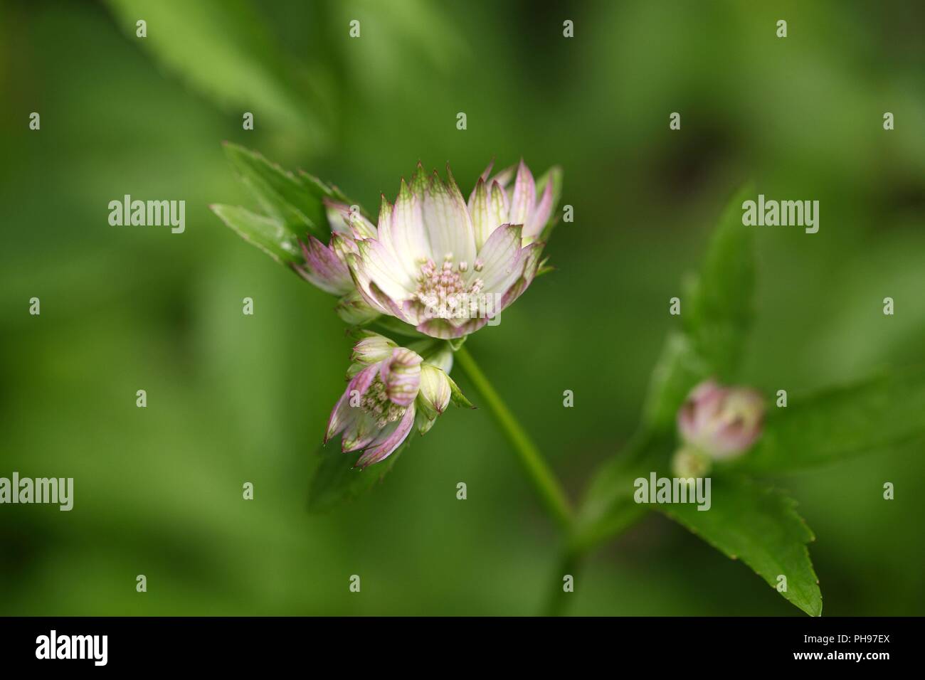 BLOSSOM - Kod Astrantia main image 1