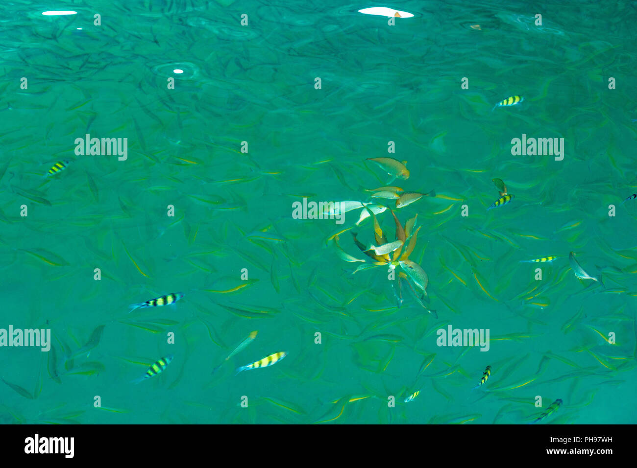 Fish in the sea Phi Phi Island thailand Stock Photo