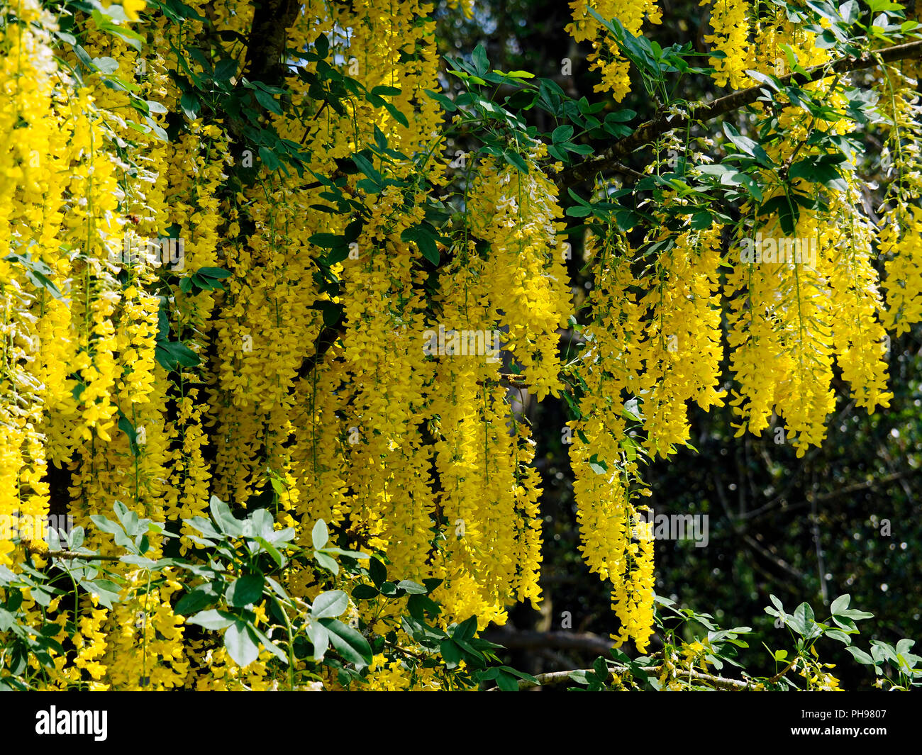 Laburnum, also called golden chain or golden rain, is a genus of two species of small trees in the subfamily Faboideae of the pea family Fabaceae. Stock Photo