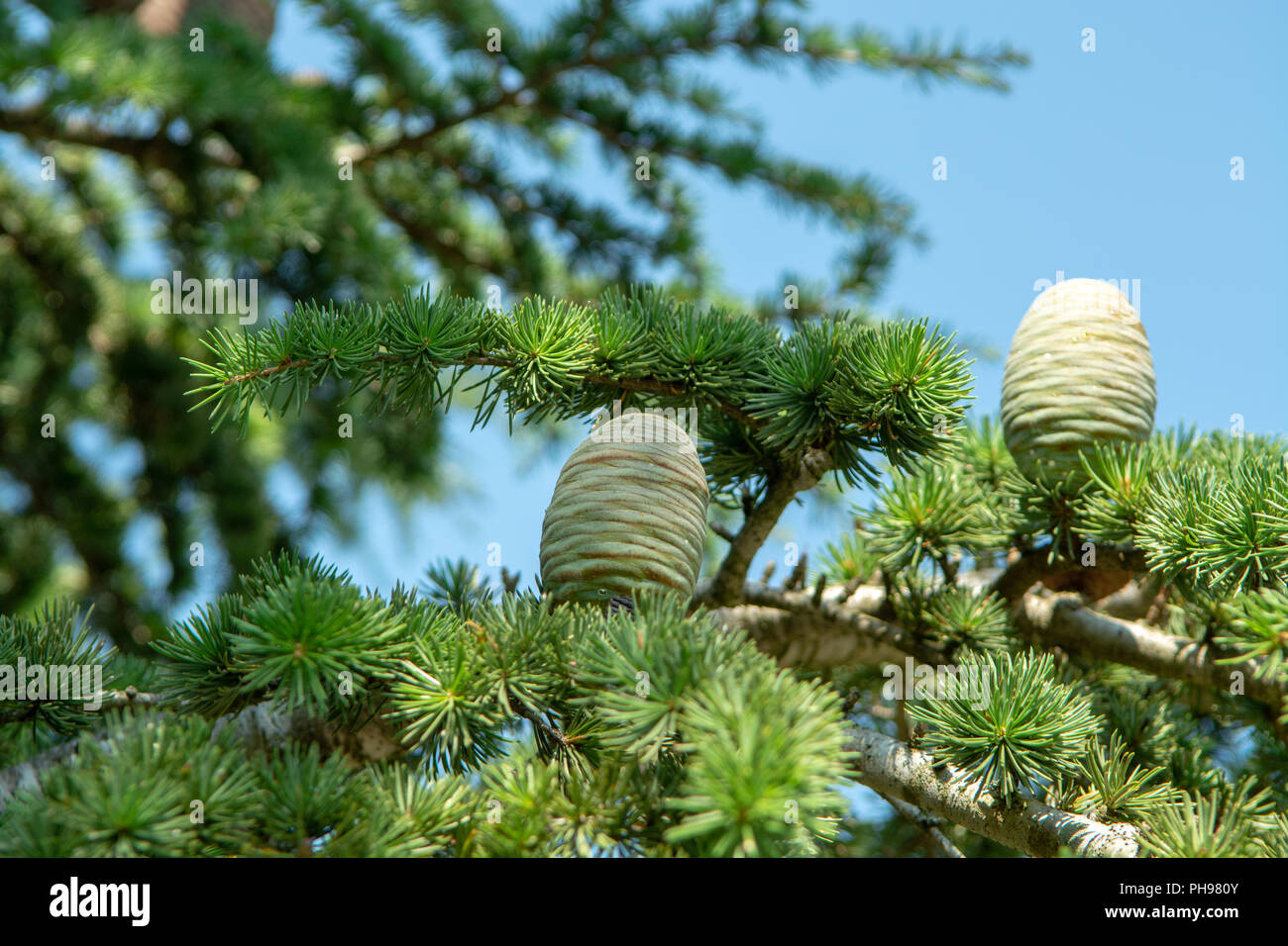 Himalayan cedar or deodar cedar tree with female cones, Christmas