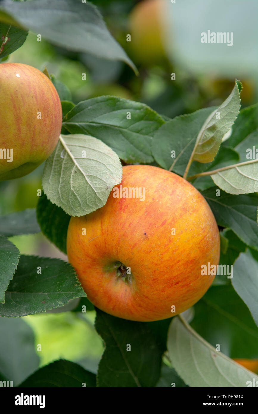 new-harvest-of-healthy-fruits-ripe-sweet-yellow-apples-growing-on