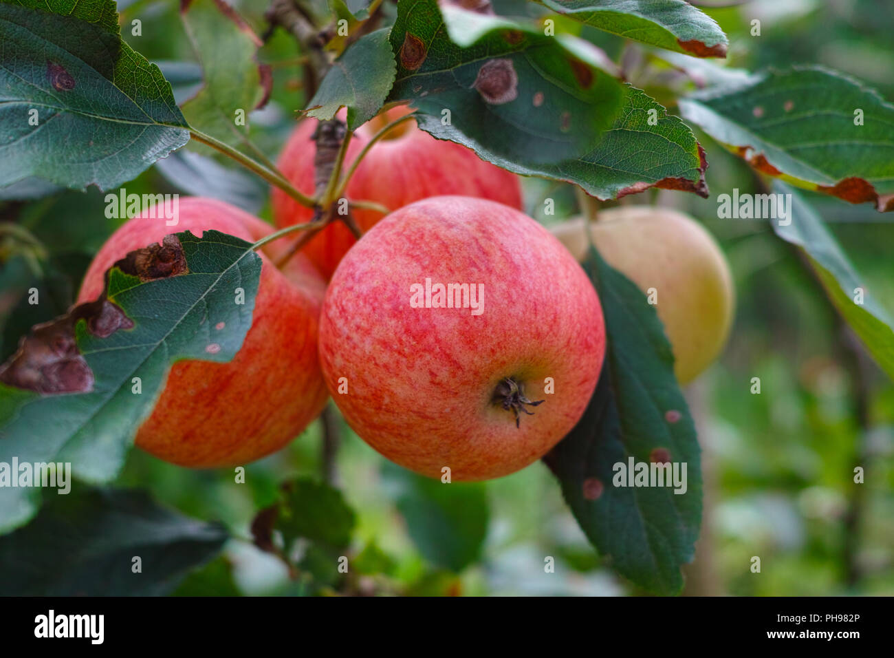 New harvest of healthy fruits, ripe sweet red apples growing on apple