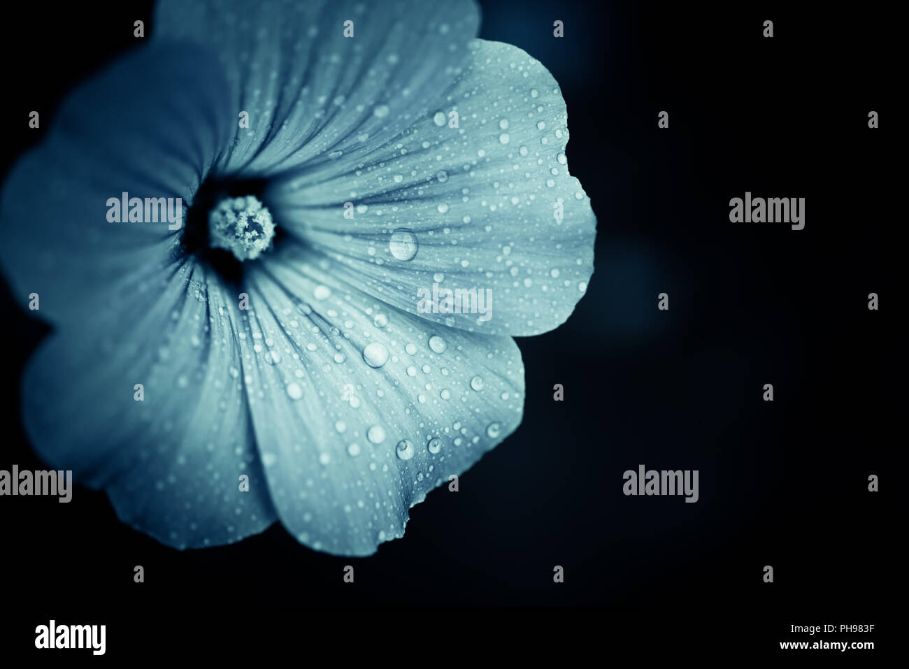 blue summer flower bud with rain drops over petals isolated on dark background Stock Photo