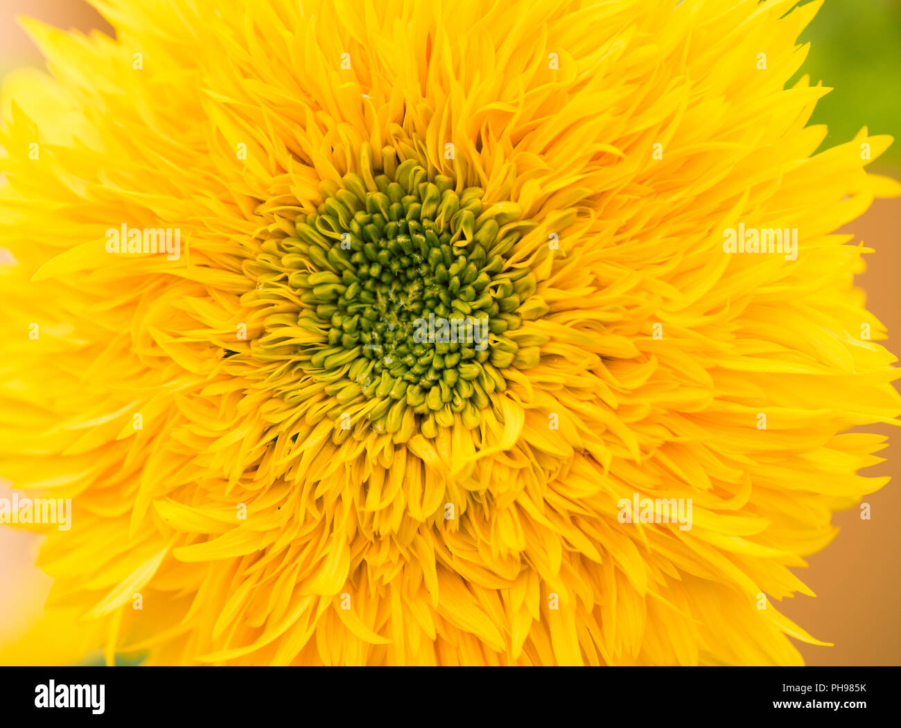beautiful open yellow flower bud closeup Stock Photo